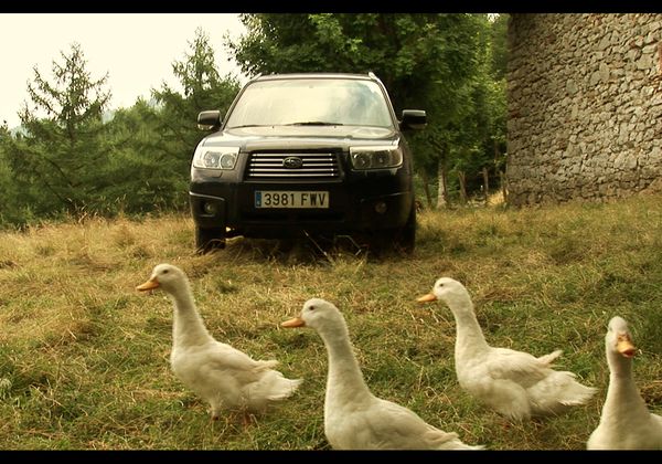 Duck Crossing